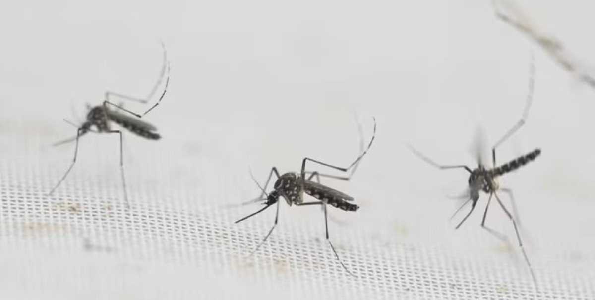 बिहार में त्योहार के मौसम में लोगों को डरा रहा डेंगू का डर